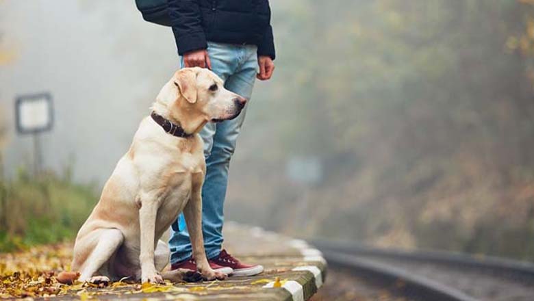 Çoban Köpeği ve Motorlu Tren