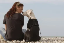 Köpekler Hakkında İlginç Bilgiler