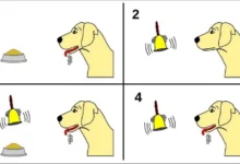 Klasik Koşullandırma - Şartlı Tepki - Pavlov'un köpekleri