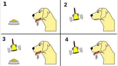 Klasik Koşullandırma - Şartlı Tepki - Pavlov'un köpekleri