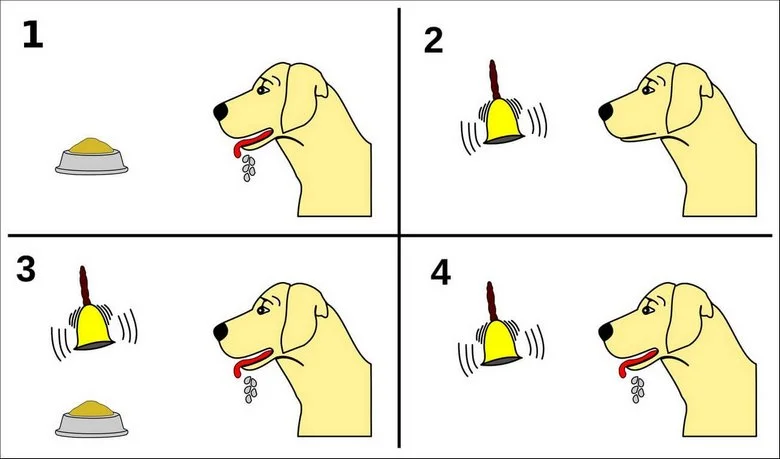 Klasik Koşullandırma - Şartlı Tepki - Pavlov'un köpekleri